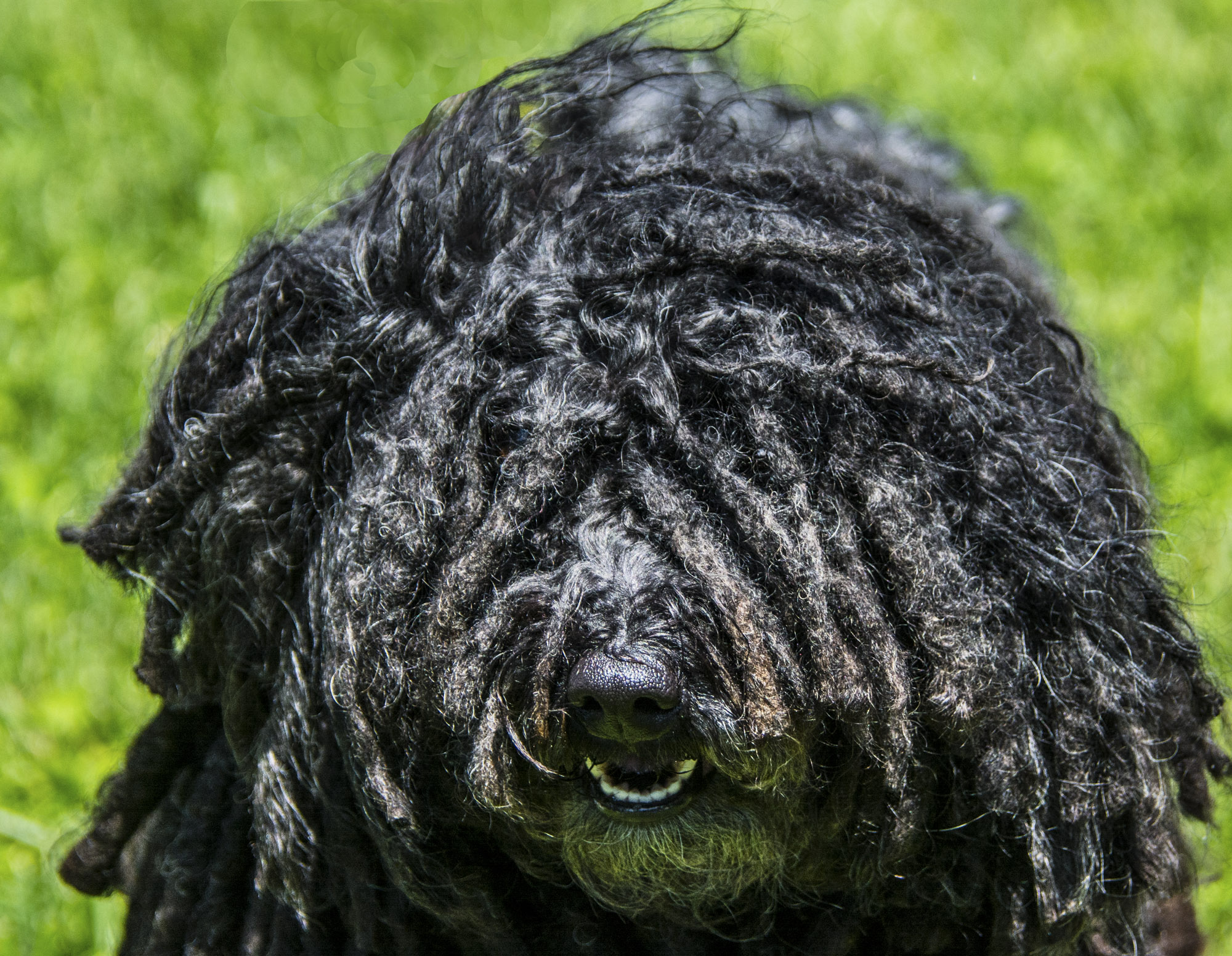 black dog with dreadlocks on grass looking up