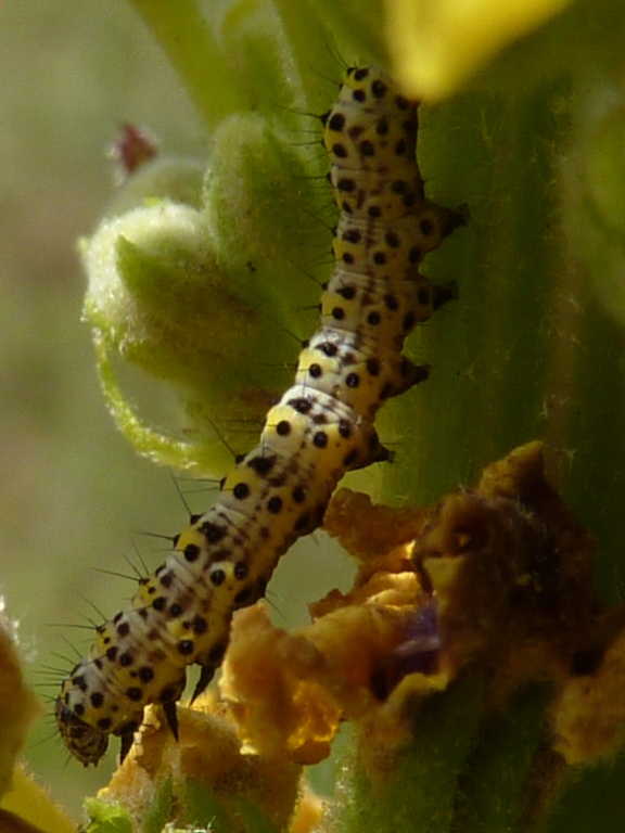 the caterpillar has long brown stripes, and is sitting on a green plant
