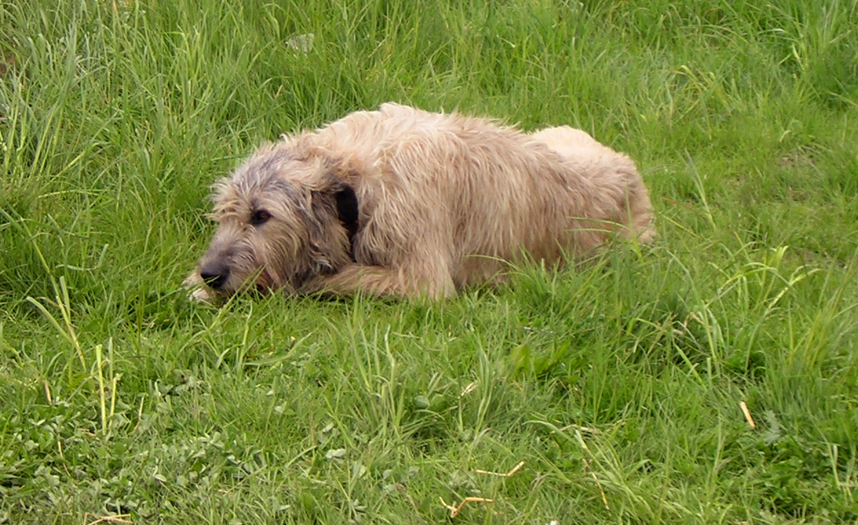 a dog lays on the grass in an open field