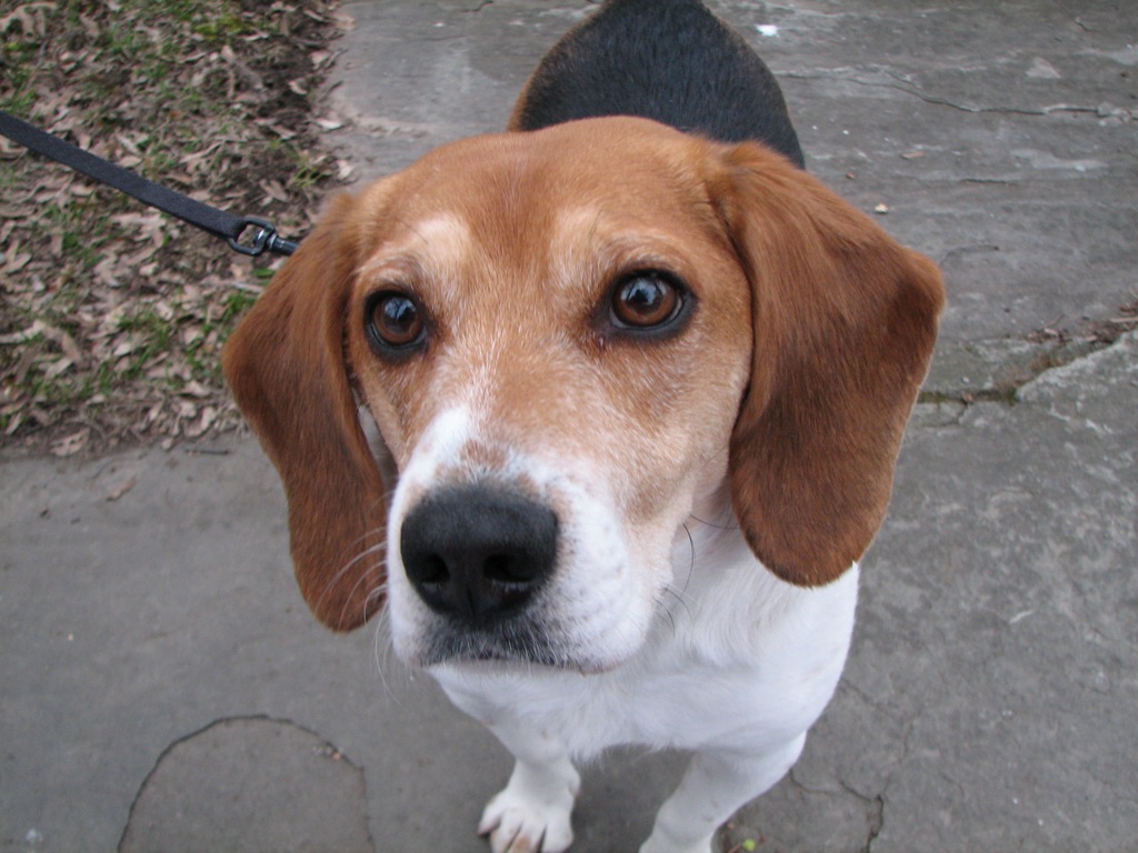 a brown and white dog on a leash looks into the camera