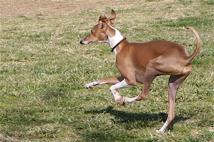 a brown and white dog in a grassy area