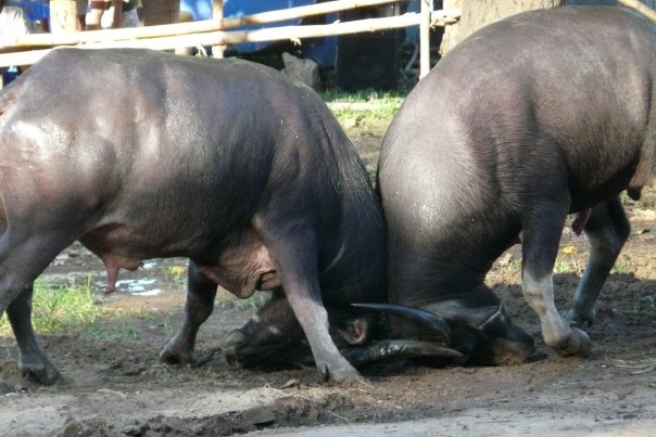 two black oxen eat a dead cow with their back turned