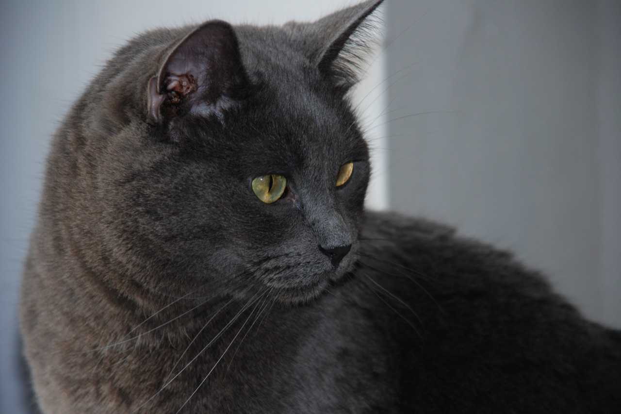 a close up s of a gray cat with a very intense look on its face