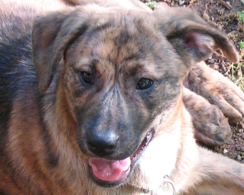 a large dog sitting on a ground with his tongue out