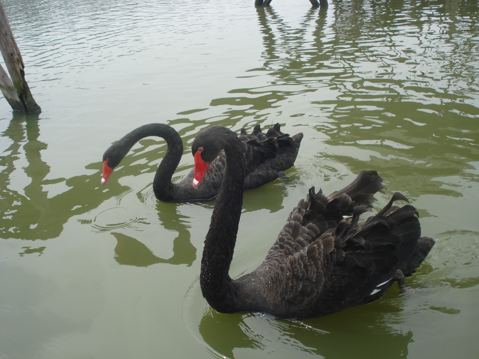 two black swans swimming on a pond near the boardwalk