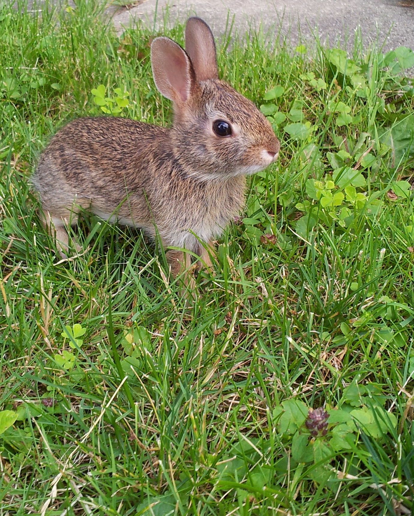 a small rabbit is in the grass and staring ahead