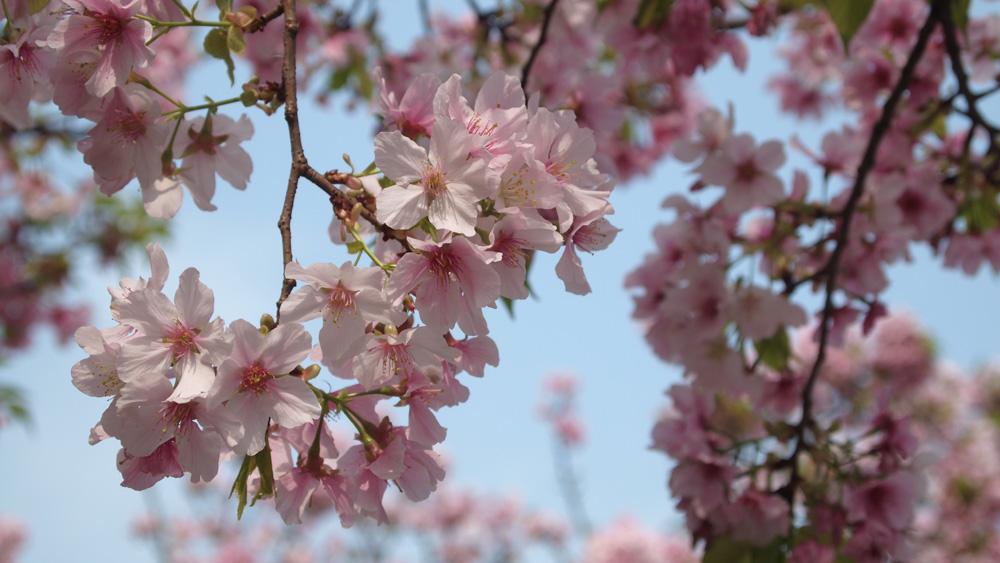 a tree with many flowers hanging from it's nches