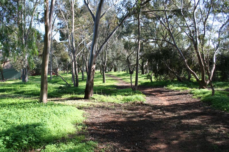 an area with many trees and grass in the park