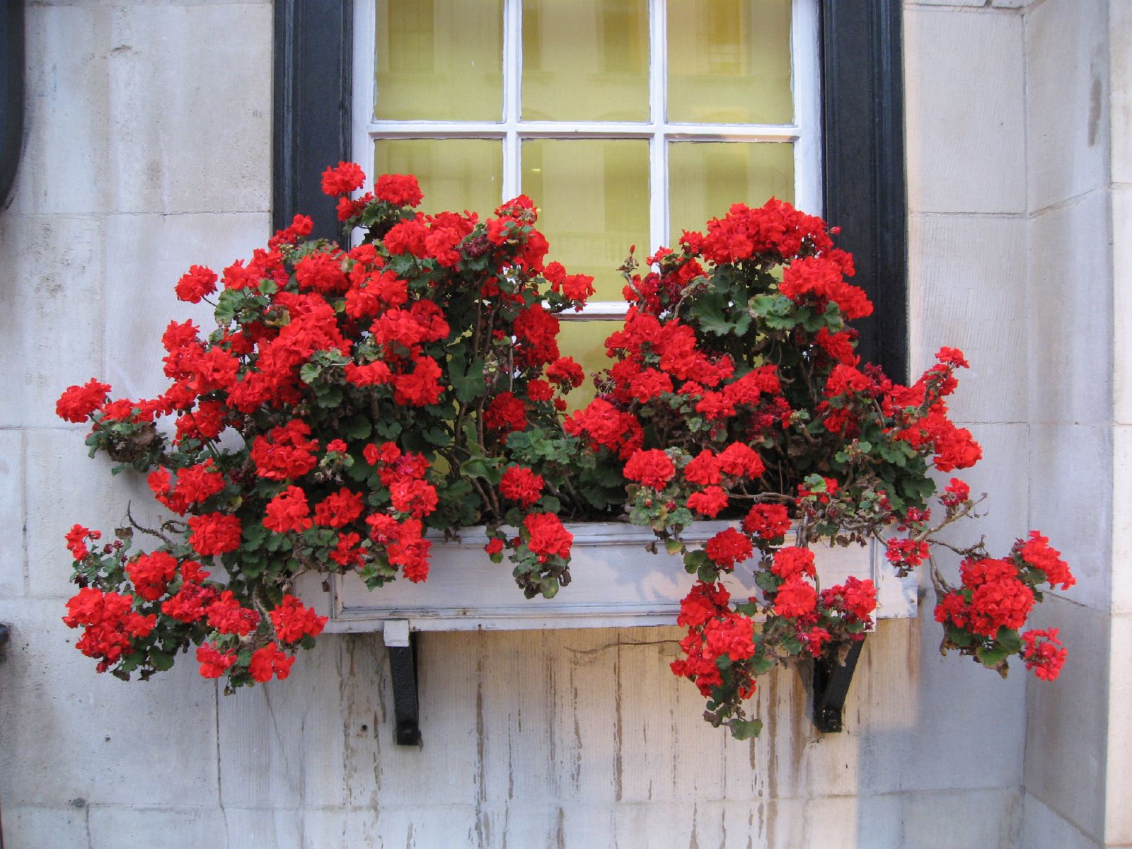 a window and some red flowers outside a house