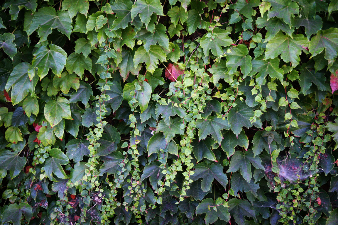 a large group of green leaves on the wall