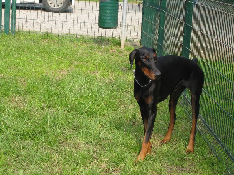 a black and brown dog on grass near fence