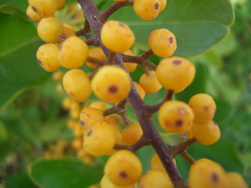 a close - up of orange berries on the nches of a tree