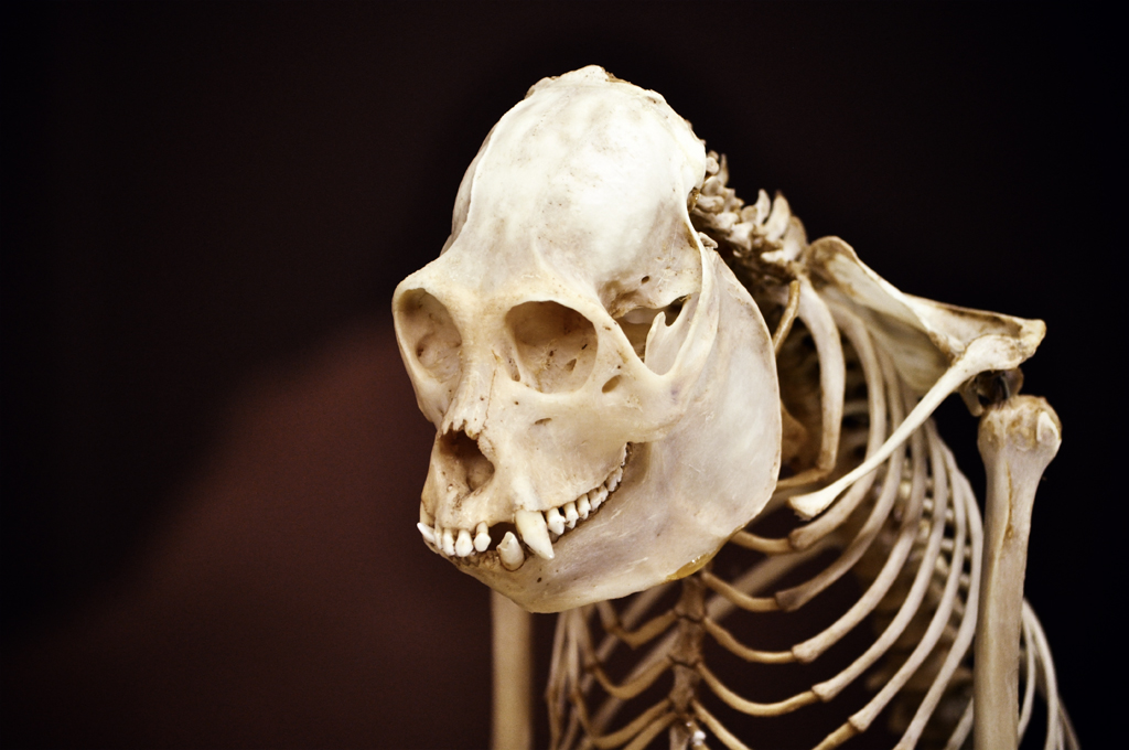 the bones of the skeleton on display are displayed