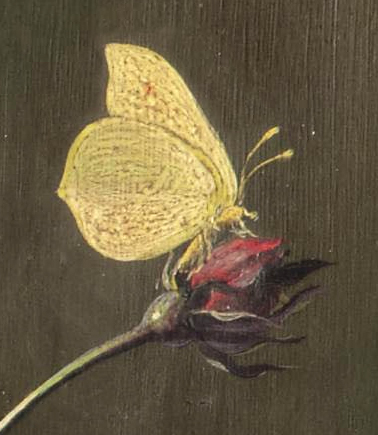 a yellow erfly sits on the tip of a yellow and red rose