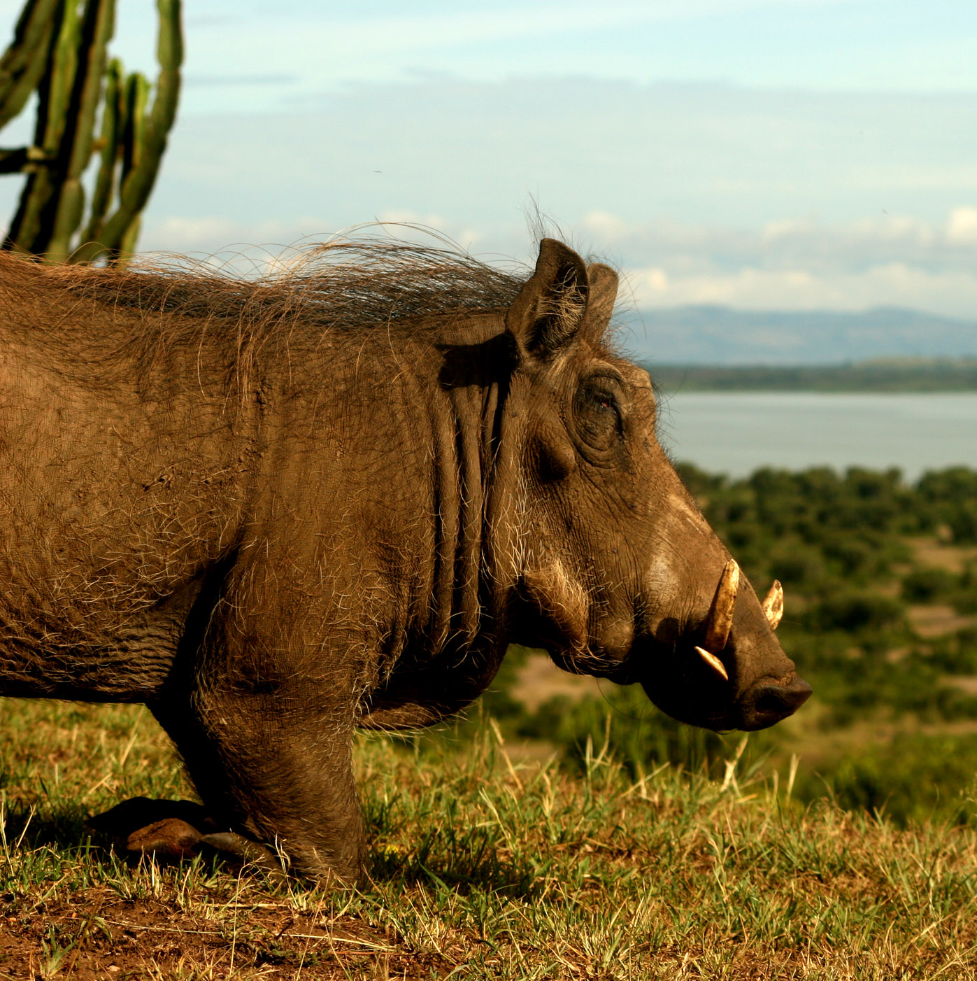 a large rhino with long horns standing on top of a grass covered field