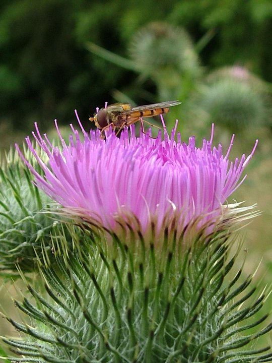 there is a bee sitting on a flower