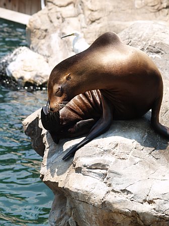 a seal is laying on a rock next to a body of water