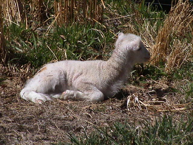 small lamb laying down on dry grass by some bushes