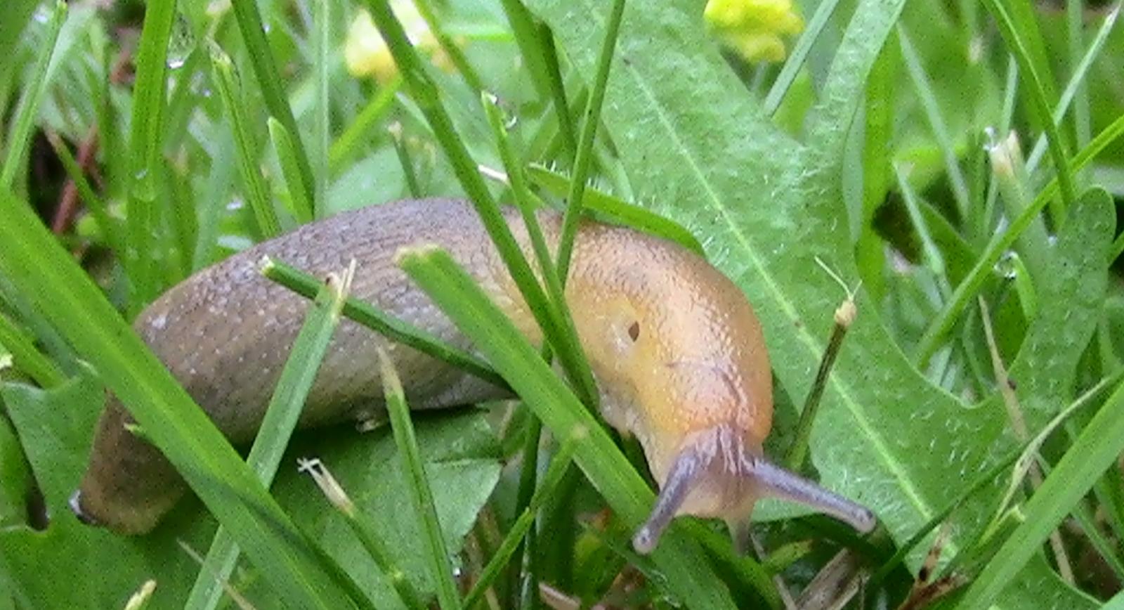 a slug crawling among the grass in a field