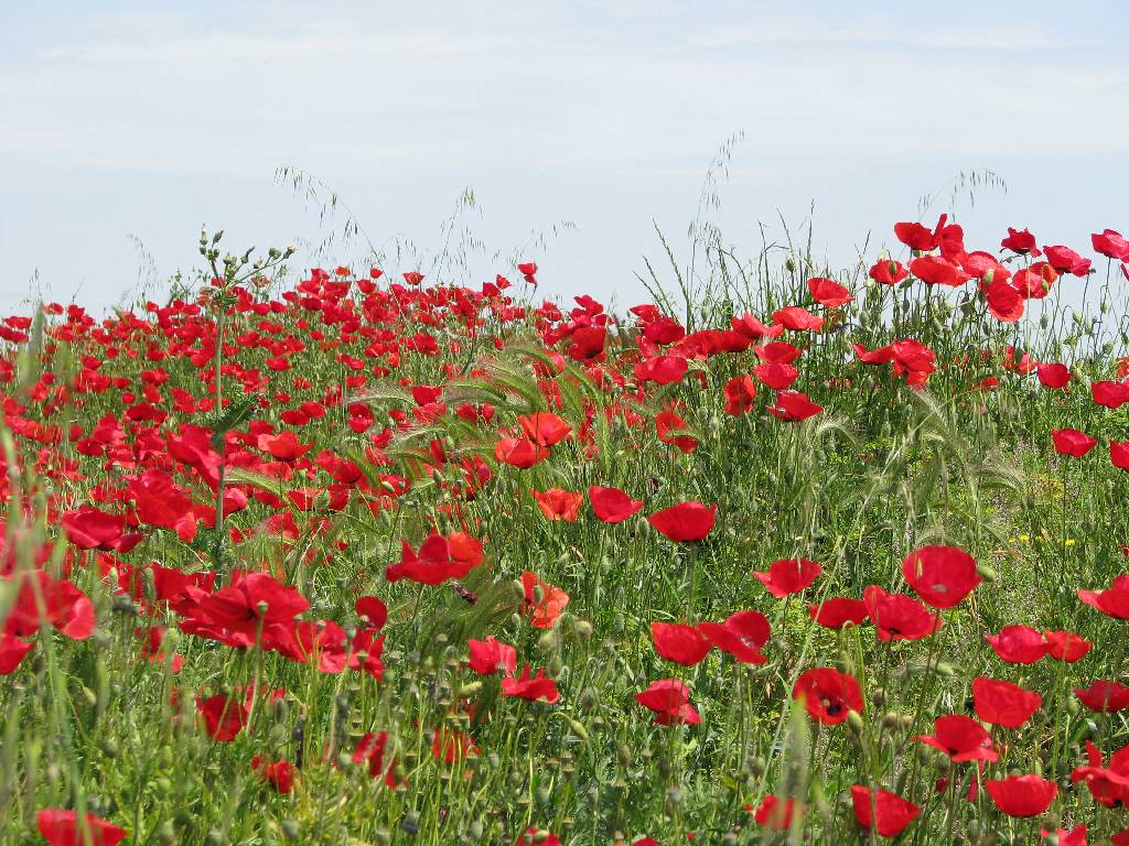 red wildflowers in a field with blue sky
