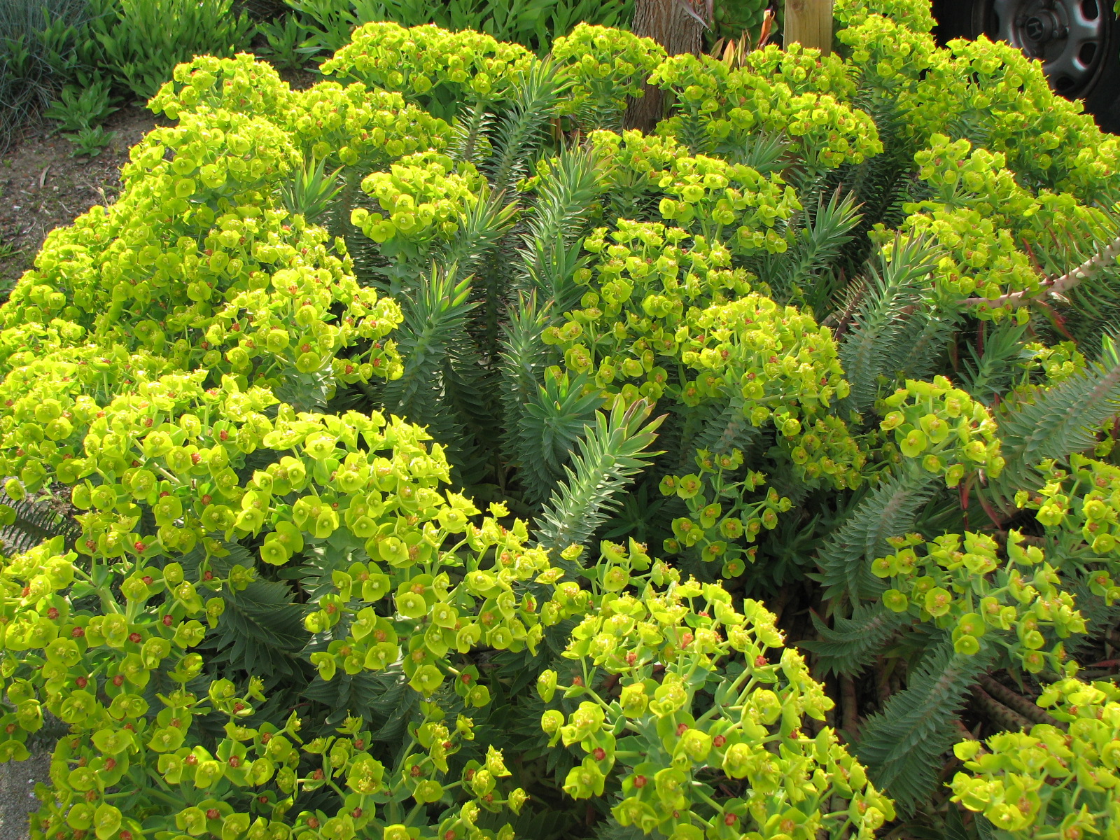 a group of plants with yellow flowers in a garden