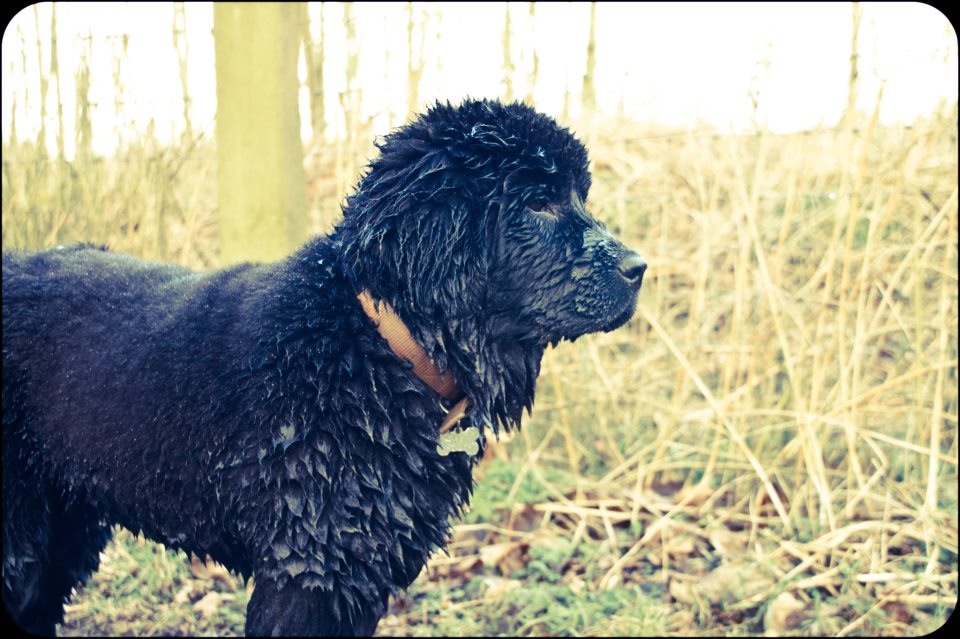 a wet, black dog stands in the grass