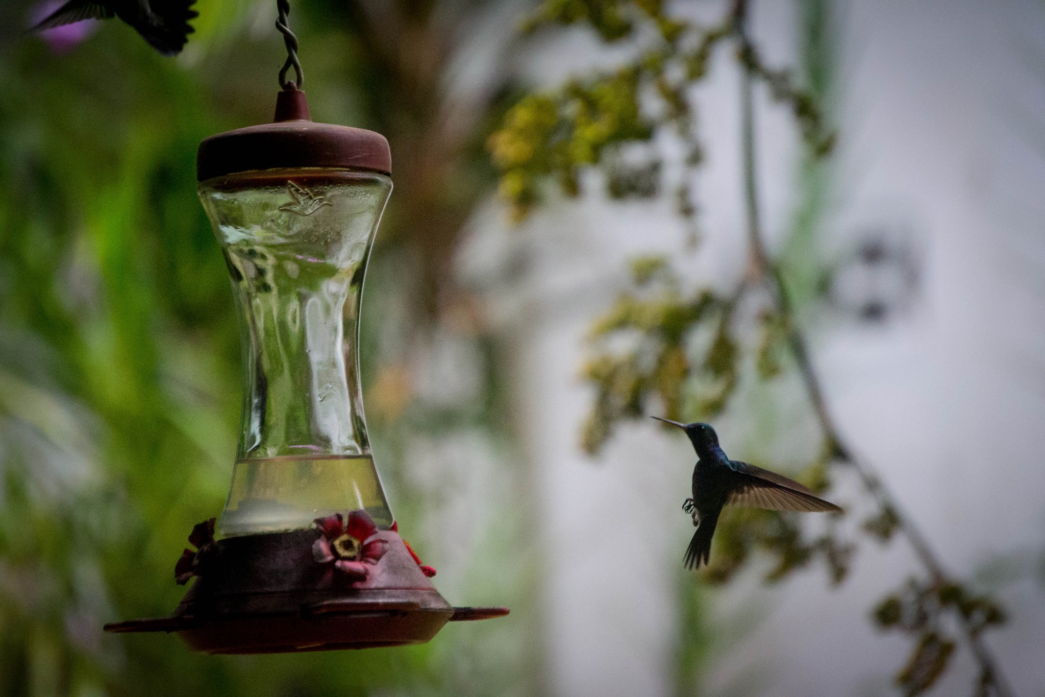 a hummingbird approaches a bird feeder with water hanging