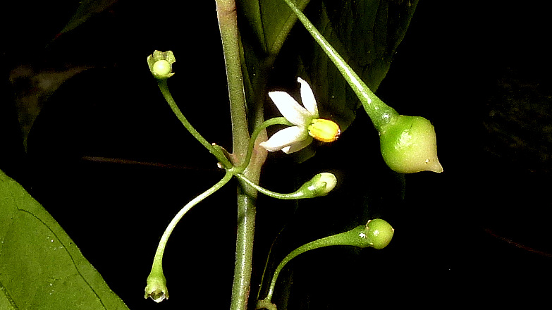 the flower stalk of a plant with a single bud and several leaves
