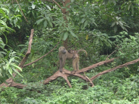 a monkey stands on a broken tree in the forest
