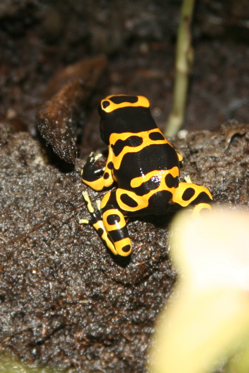 a yellow and black frog with dark background