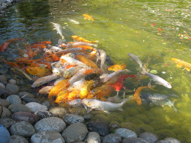 a bunch of gold fish are swimming in a pond
