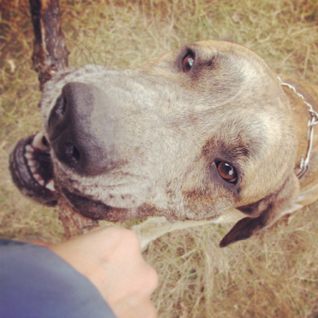 a dog's face with its owner holding the leash to it