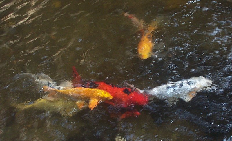 some black orange and white fish in some water