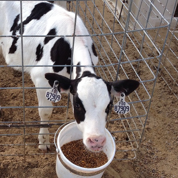 a cow eating feed from a white cup