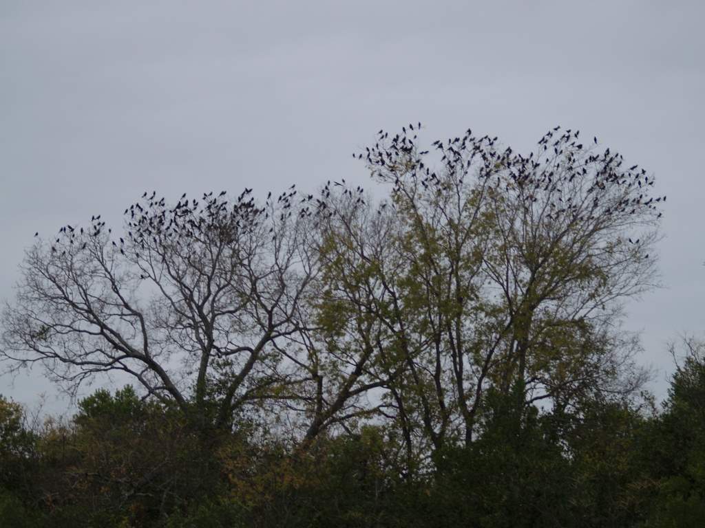 birds sitting on tree nches in front of a grey sky