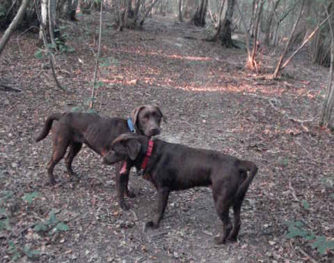 two dogs are playing in the woods together