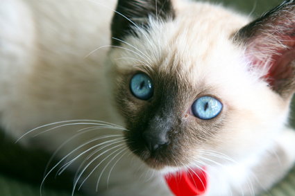 a kitten with blue eyes sitting on top of a bed