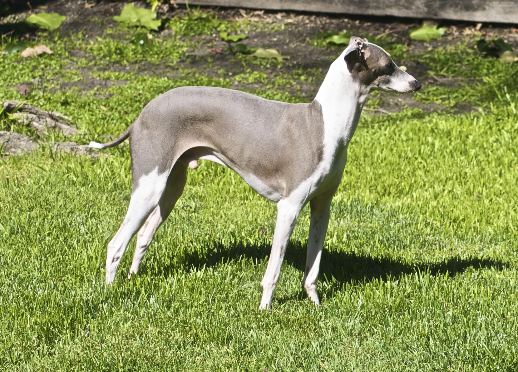 a white and grey dog on grass near a fence