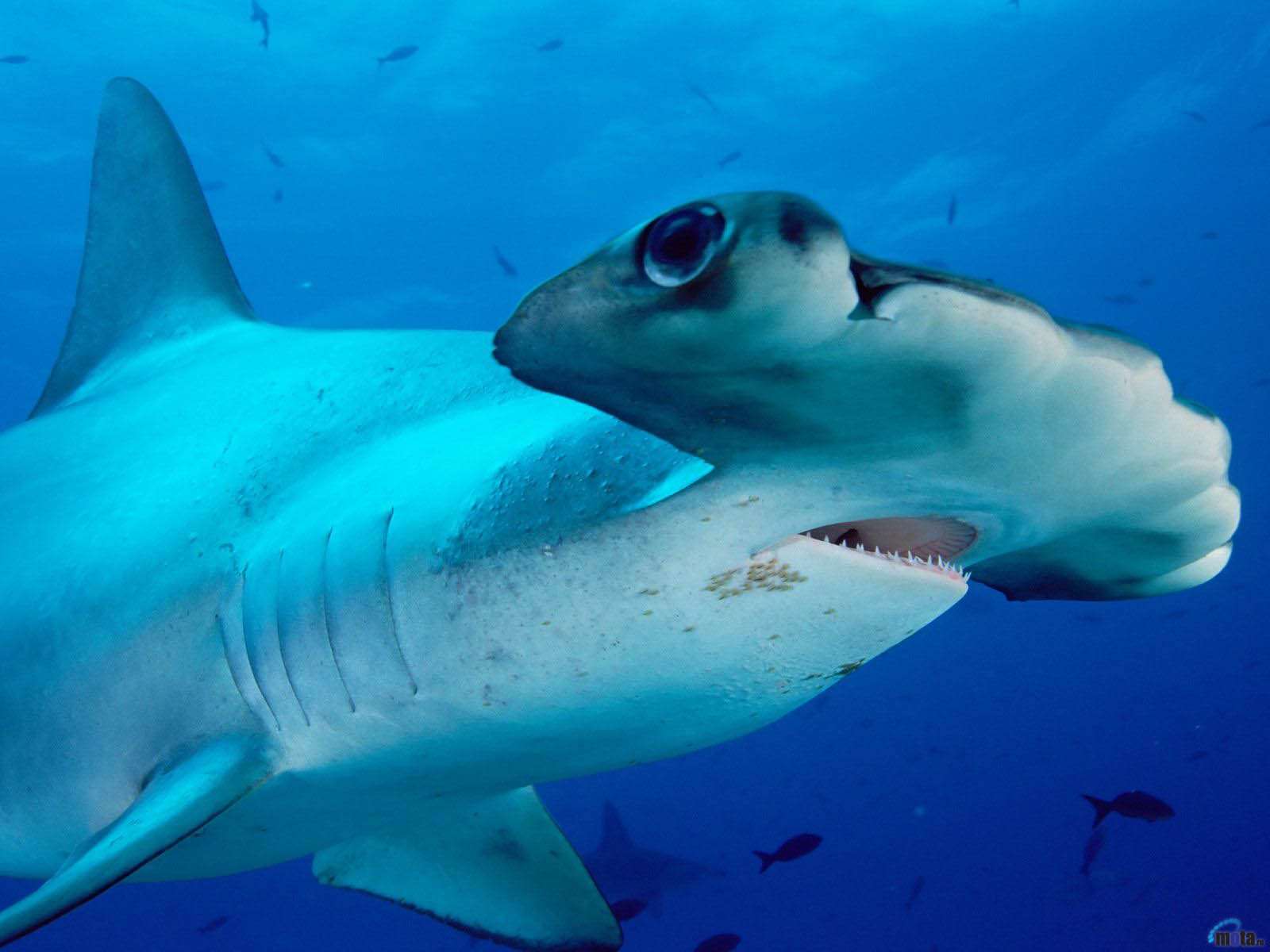 a close up of a shark face near some fish