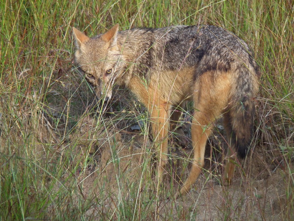 a wolf walking through tall grass in front of the camera