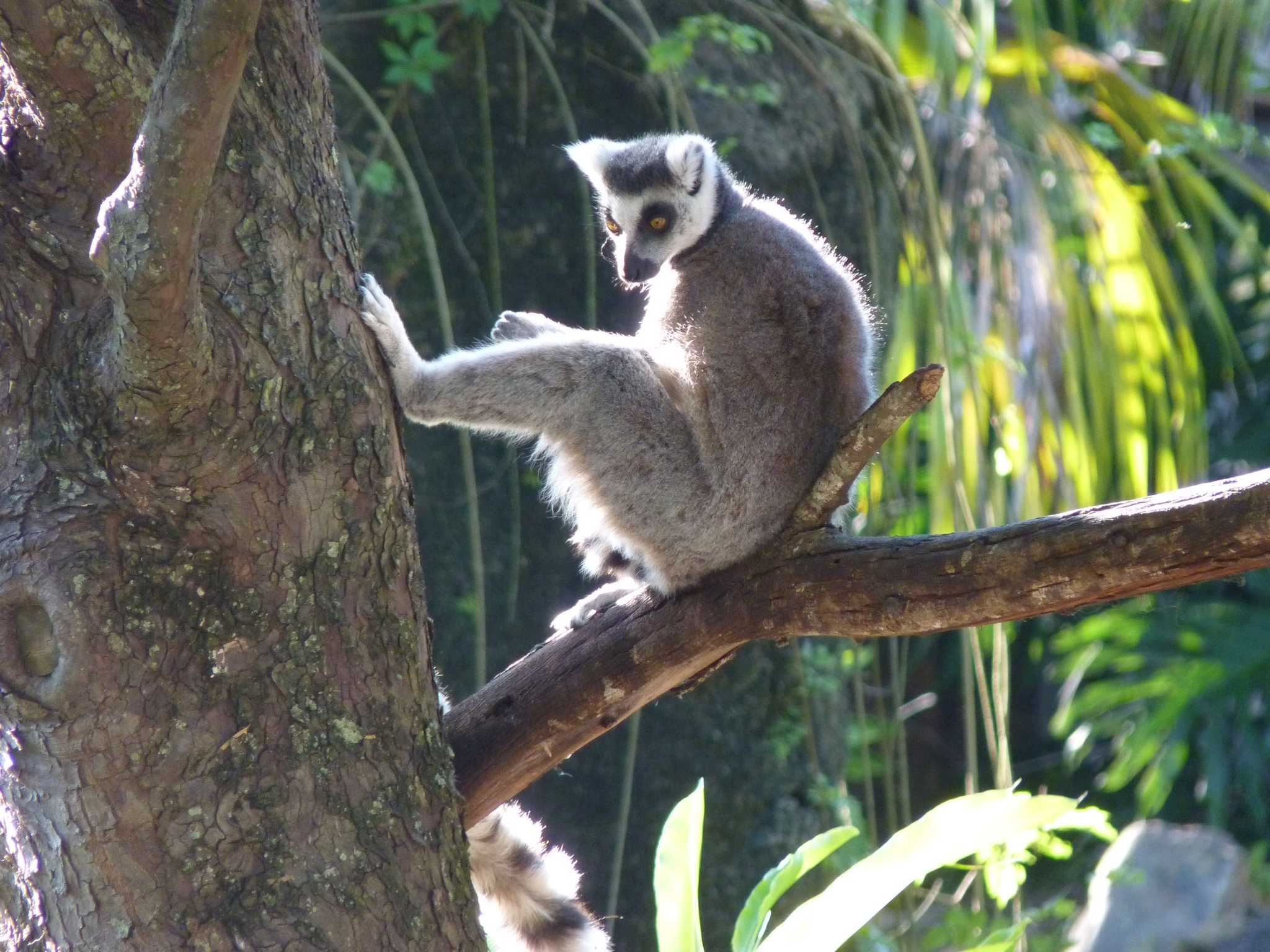 a small furry animal standing on top of a tree nch