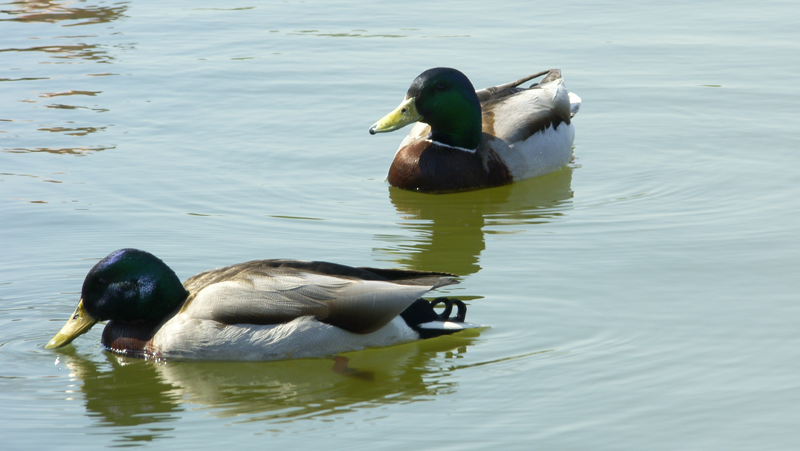 two ducks swim on a pond near the shore