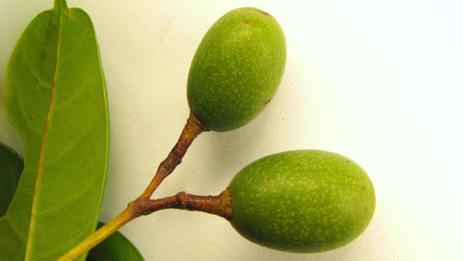 two green fruits on the nch of a tree
