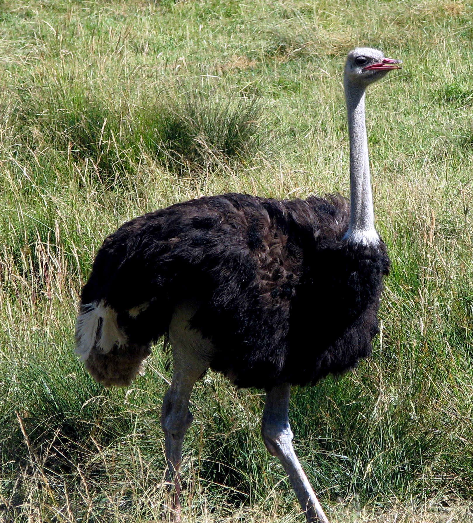 an ostrich walking through a field with tall grass