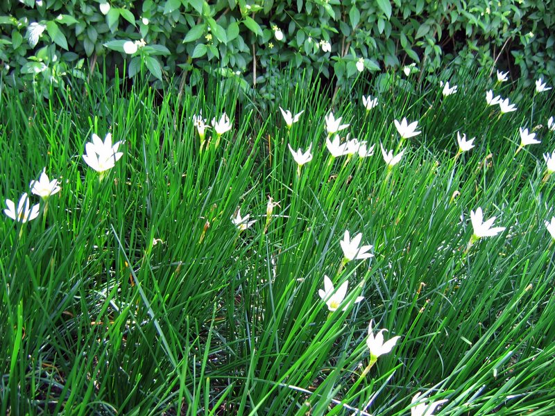 some flowers are growing out of the grass