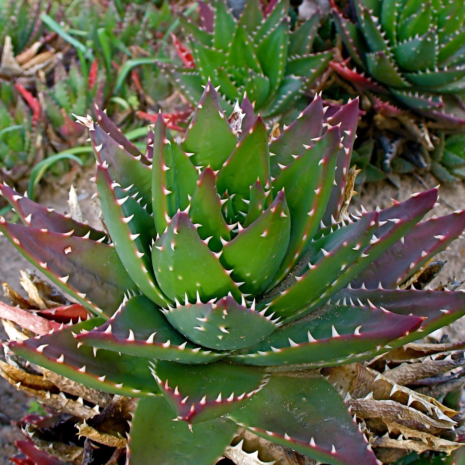 a group of plant with small white spiky leaves