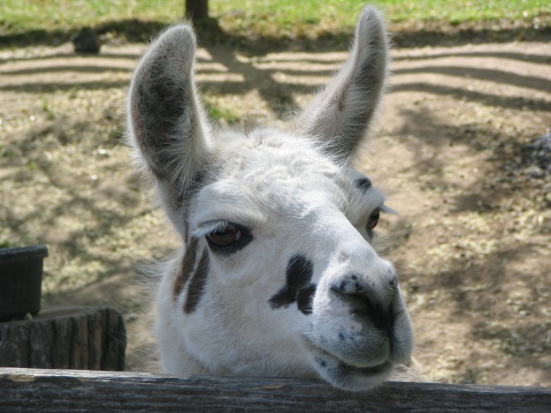 the white llama is looking over the wooden fence