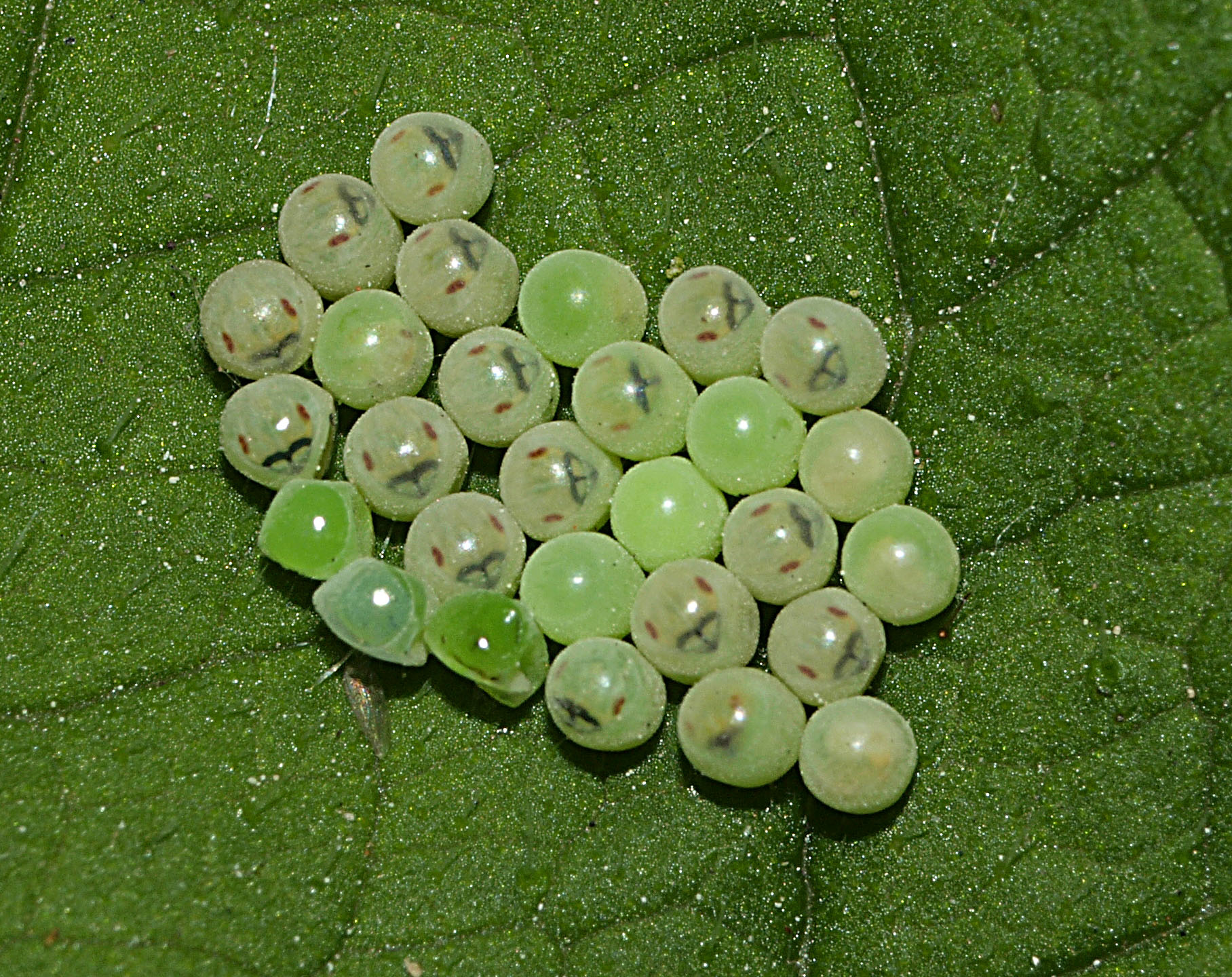 small, white and green berries on a leaf