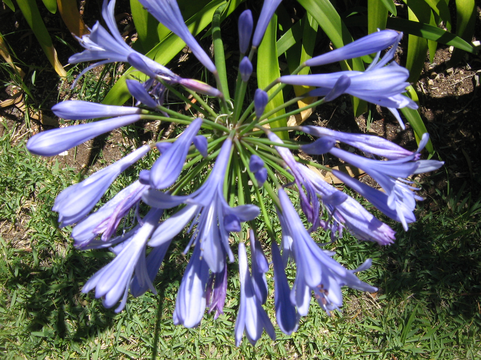 a blue flower grows in a large purple bush