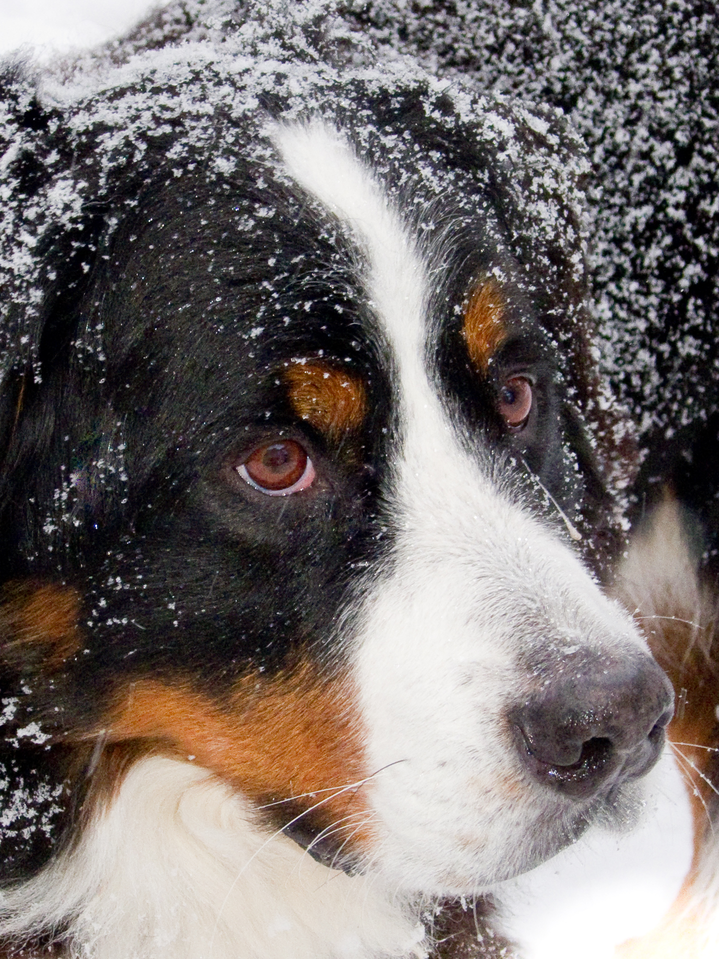 dog covered in snow with red eyes looking into the distance